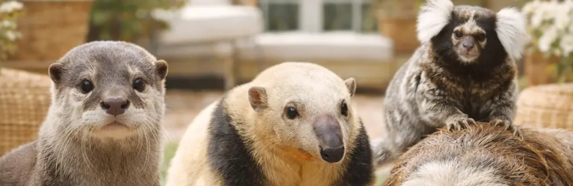 Family-Friendly Animal Encounters